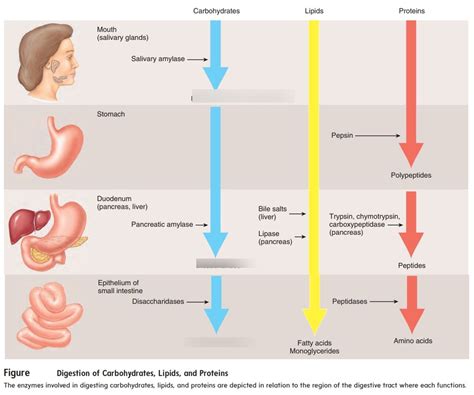 Digestion Of Carbohydrates Diagram Quizlet Digestion Of Carbohydrates Diagram Quizlet