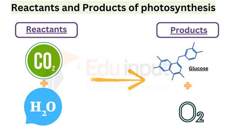 Reactants And Products Of Photosynthesis Reactants And Products Of Photosynthesis
