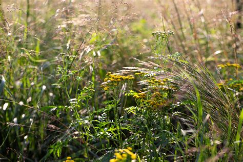 Volunteer Minnesota Invasive Terrestrial Plants And Pests Center Volunteer Minnesota Invasive Terrestrial Plants And Pests Center