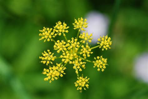 Wild Parsnip Pastinaca Sativa Wisconsin Wild Parsnip Pastinaca Sativa Wisconsin